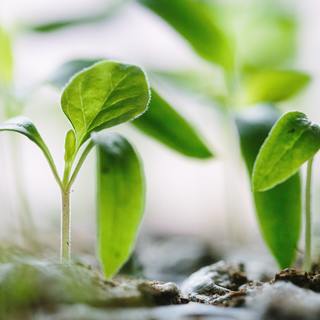 A photograph of plant sprouts: Two plant sprouts in focus with the camera lens with one plant having three leaves and the other plant having two leaves.