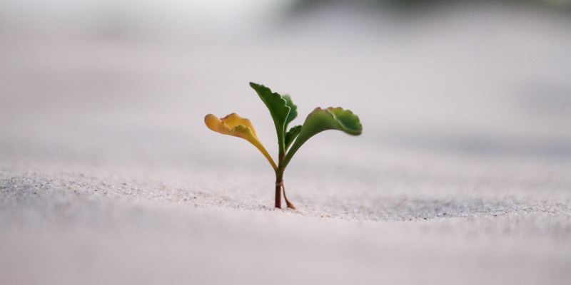 A photograph of a plant seedling: A singular plant seedling is growing from the sad, with two green leaves in the middle and right of the seedling and a yellow leaf on the left side of the seedling.